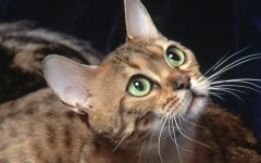 Desktop wallpaper. Cats. ID:42507