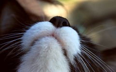 Desktop wallpaper. Cats. ID:42508
