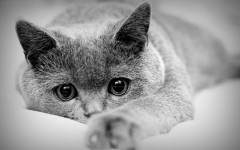 Desktop wallpaper. Cats. ID:42509