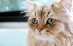 Desktop wallpaper. Cats. ID:42510
