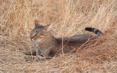 Desktop wallpaper. Cats. ID:42511
