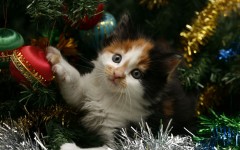Desktop wallpaper. Cats. ID:42512