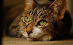 Desktop wallpaper. Cats. ID:42513