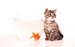 Desktop wallpaper. Cats. ID:42514