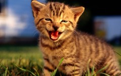 Desktop wallpaper. Cats. ID:42515