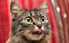 Desktop image. Cats. ID:42516