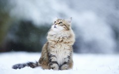 Desktop wallpaper. Cats. ID:42518