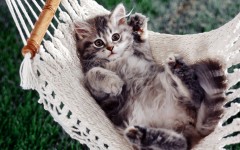 Desktop wallpaper. Cats. ID:42519