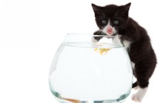 Desktop wallpaper. Cats. ID:42520