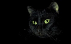 Desktop wallpaper. Cats. ID:42521