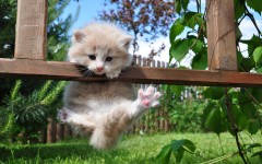 Desktop wallpaper. Cats. ID:42522