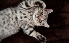 Desktop wallpaper. Cats. ID:42523