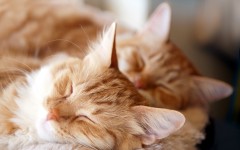 Desktop wallpaper. Cats. ID:42525