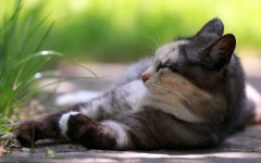 Desktop wallpaper. Cats. ID:42529