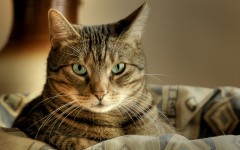 Desktop wallpaper. Cats. ID:42530