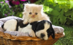 Desktop image. Cats. ID:42531