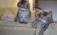 Desktop image. Cats. ID:42532