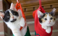 Desktop image. Cats. ID:42534