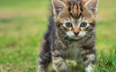 Desktop image. Cats. ID:42535