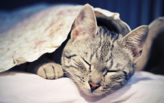Desktop image. Cats. ID:42536