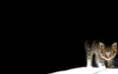 Desktop image. Cats. ID:42537