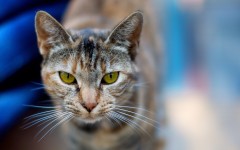 Desktop image. Cats. ID:42539