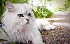 Desktop image. Cats. ID:42540