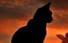 Desktop image. Cats. ID:42541