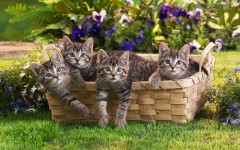 Desktop image. Cats. ID:42543