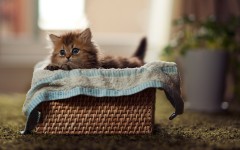 Desktop image. Cats. ID:42544