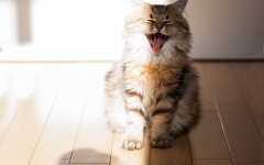 Desktop image. Cats. ID:42545