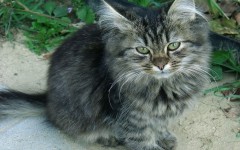 Desktop wallpaper. Cats. ID:42547