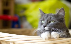 Desktop wallpaper. Cats. ID:42548