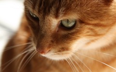 Desktop wallpaper. Cats. ID:42549