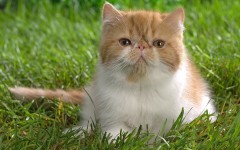 Desktop wallpaper. Cats. ID:42550