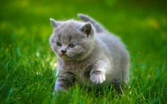 Desktop wallpaper. Cats. ID:42552