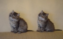 Desktop wallpaper. Cats. ID:42554