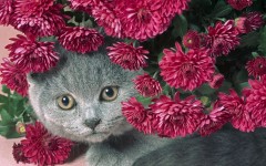 Desktop wallpaper. Cats. ID:42557