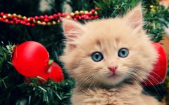 Desktop wallpaper. Cats. ID:42558