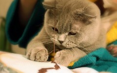 Desktop wallpaper. Cats. ID:42559