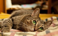 Desktop wallpaper. Cats. ID:42560