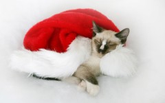 Desktop wallpaper. Cats. ID:42561