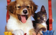 Desktop wallpaper. Cats. ID:42562