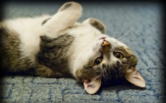 Desktop wallpaper. Cats. ID:42563