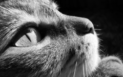 Desktop wallpaper. Cats. ID:42564