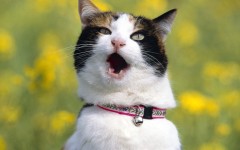 Desktop wallpaper. Cats. ID:42565