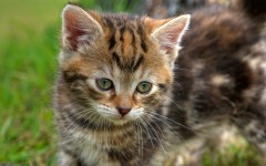 Desktop wallpaper. Cats. ID:42566