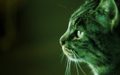 Desktop wallpaper. Cats. ID:42567