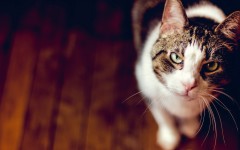 Desktop wallpaper. Cats. ID:42568