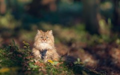 Desktop wallpaper. Cats. ID:42569
